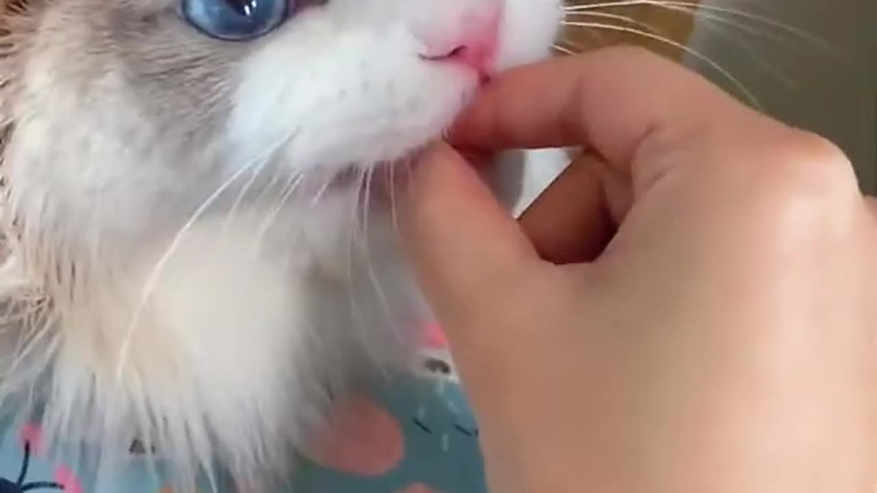 Baby Cats #71 Cute and Funny Cat Videos