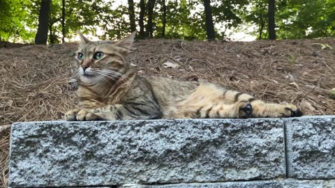 SLO-MO KITTY CAT CHILLING ON WALL 😼 AWESOME! ❤️ SO COOL!