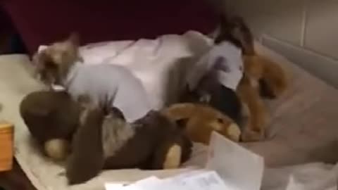 Two puppies are playing with toys.