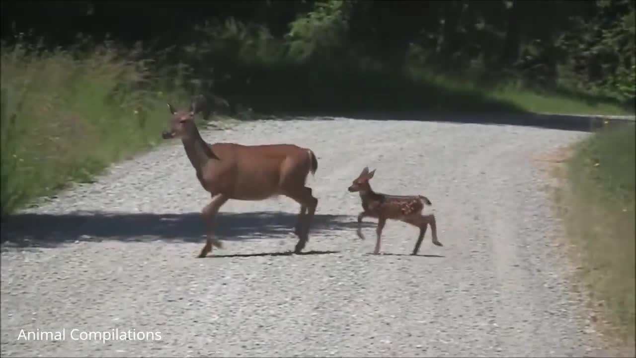 Baby Deer Jumping And hopping With her mother