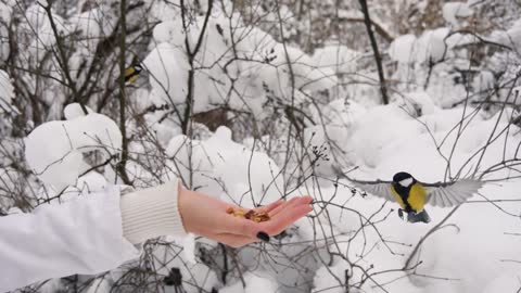 Woman feeding tit birds