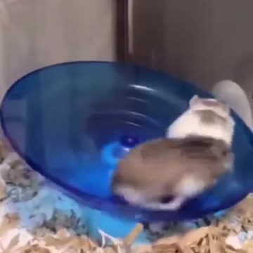 Fitness hamsters