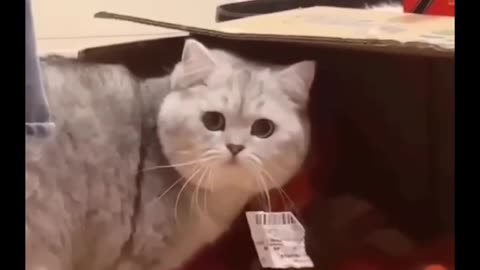 Funny cats 🐆🐈 video 😂