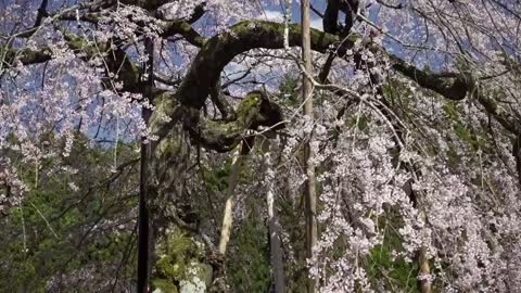 日本の美しい一本桜 / A BEAUTIFUL JAPANESE CHERRY BLOSSOMS / SONY RX100M5