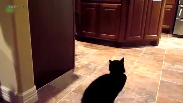 DOGS AFRAID OF CATS ( HD) [ Funny Pets ]