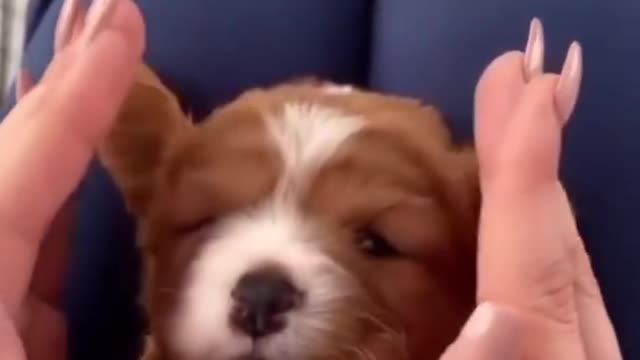 Aww💋 Cutest dog Ever😻😍 Cute dog video