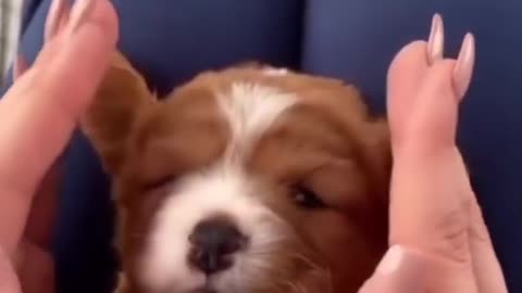 Aww💋 Cutest dog Ever😻😍 Cute dog video