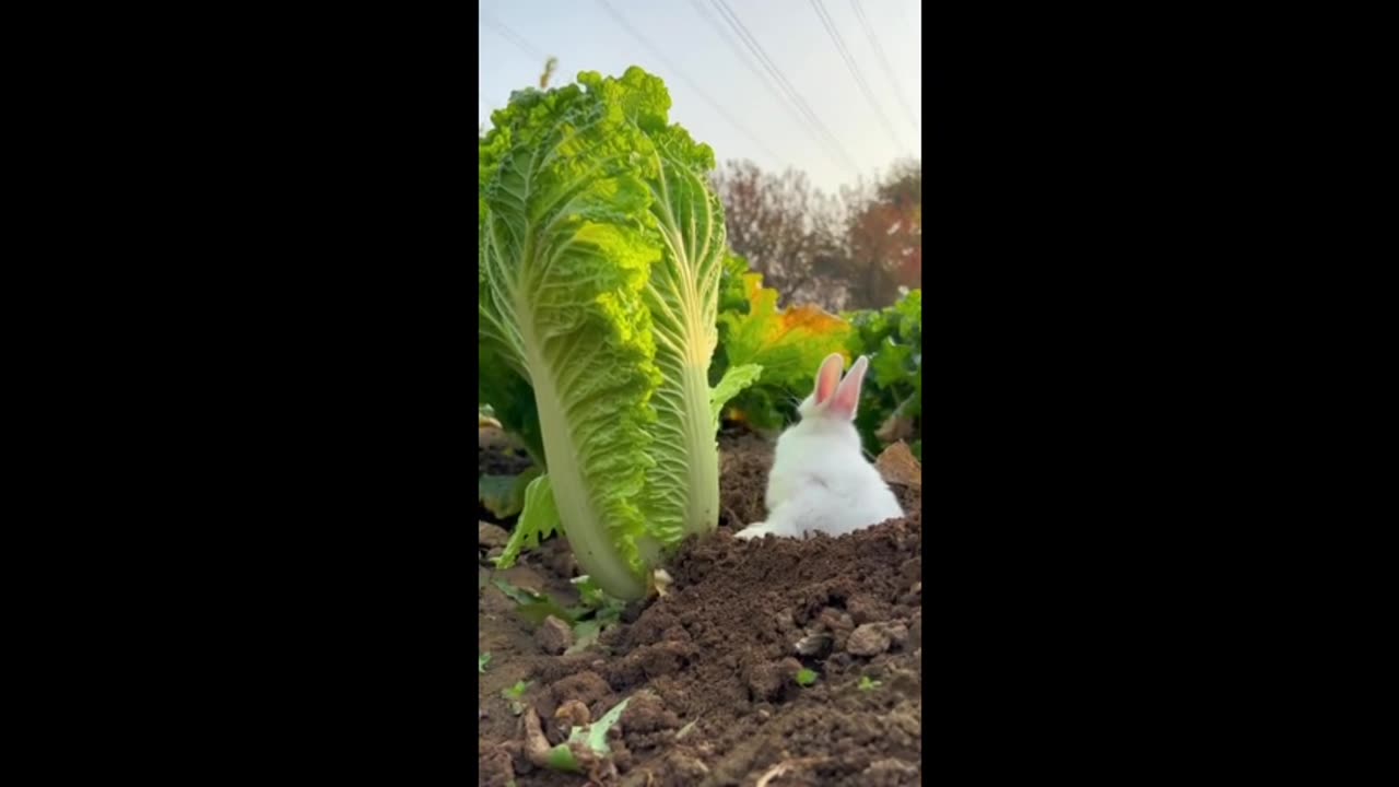 The little bunny eats cabbage.