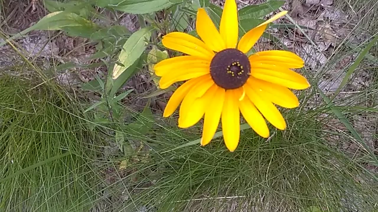 Black-eyed Susans