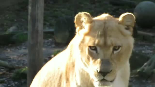 Unbelievable Mother Lion Adopts Baby Leopard AND THIS HAPPENS 😱