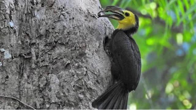 Sulawesi Kangkareng