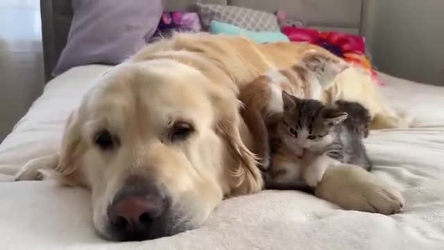 Cute Tiny Kittens and Golden Retriever