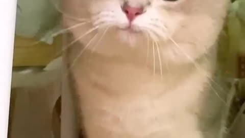 Adorable cat