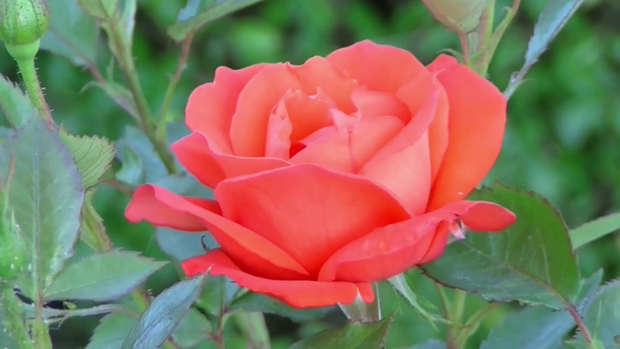 See the beauty of the rose