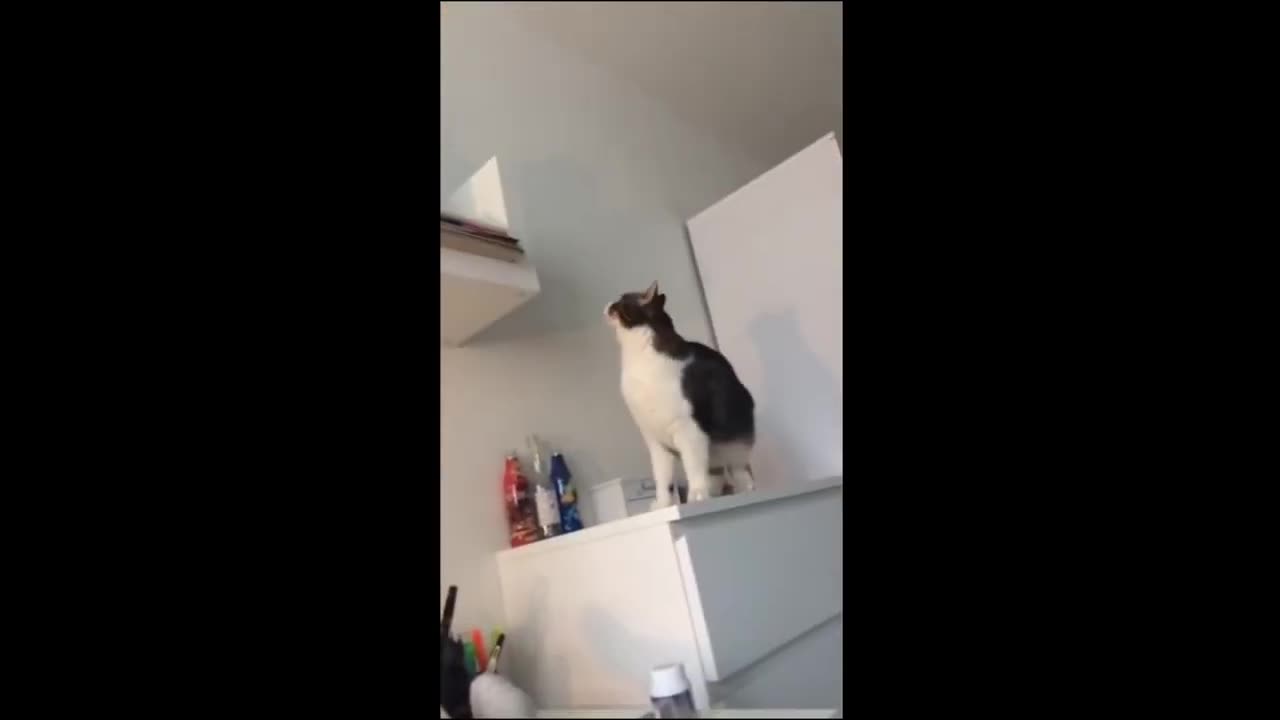 Cats Hilarious Attempts🐱🐾