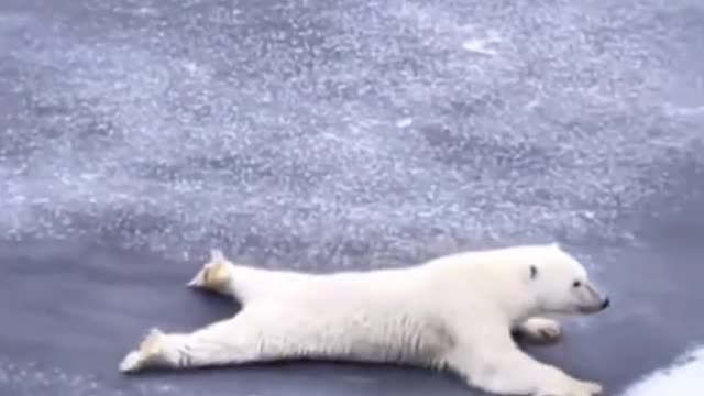 Polar Bear on Thin Ice Bears are the most intelligent animals