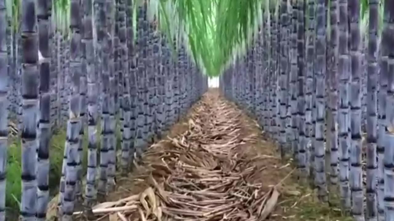 Sugarcane farming