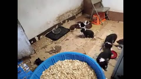 Playful Border Collie Puppies