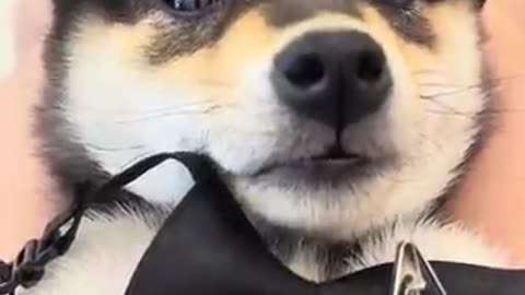 Cutest dog video