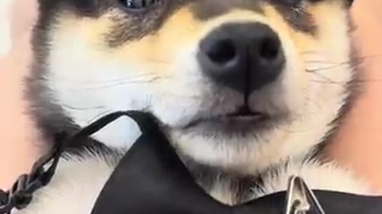 Cutest dog video