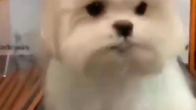 Funny dog