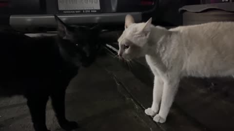 Cat fighting loudly at night