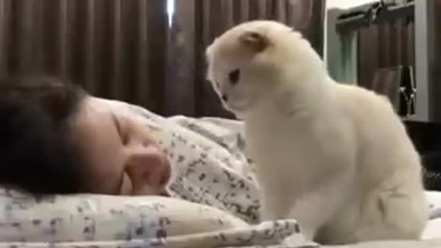 This cat is very smart to wake up his master for a cute kuvibg breakfast