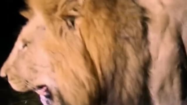 Squat still lion