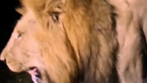 Squat still lion