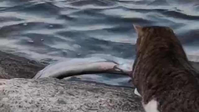 The cat is saving the fish from drowning😁