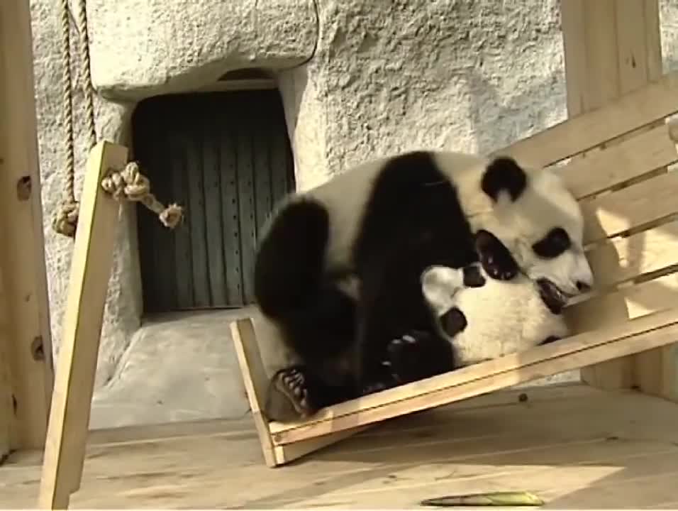 Cute pandas playing on the slide