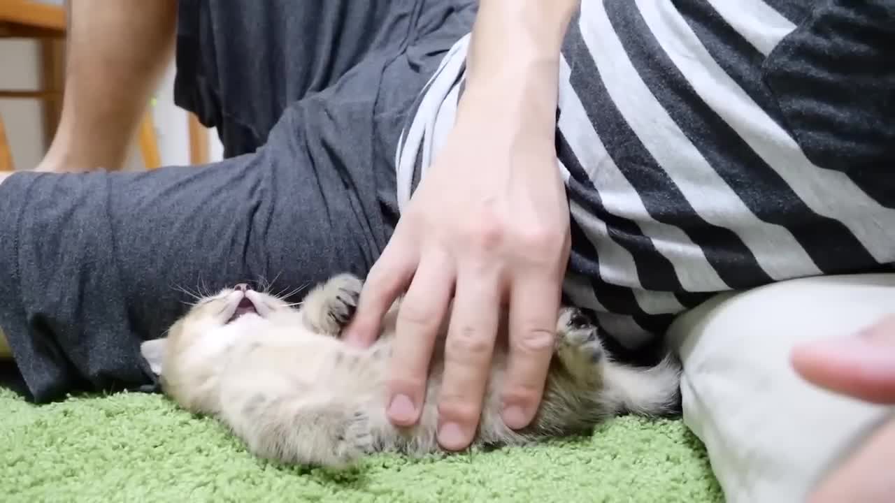 Kitten playing with owner is too cute