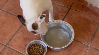 Dog Splashes Water into Food Bowl