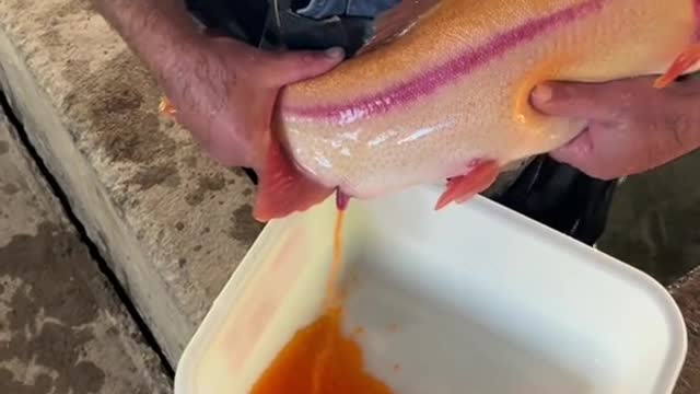 Educational spawning. how to make gold trout.