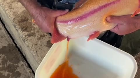 Educational spawning. how to make gold trout.