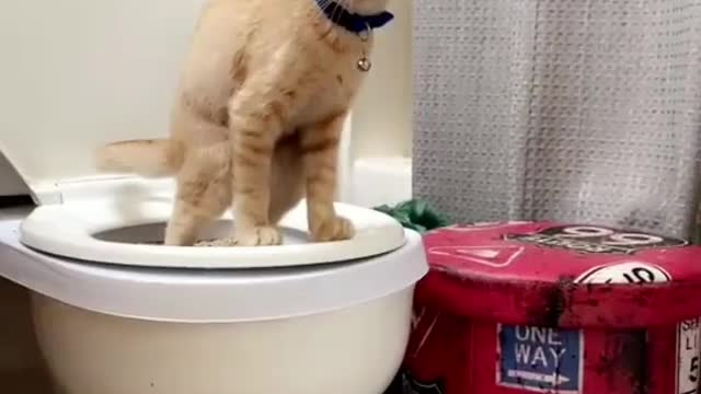 Cat uses the toilet like a human