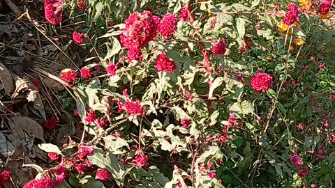 Red Follower In Nepal