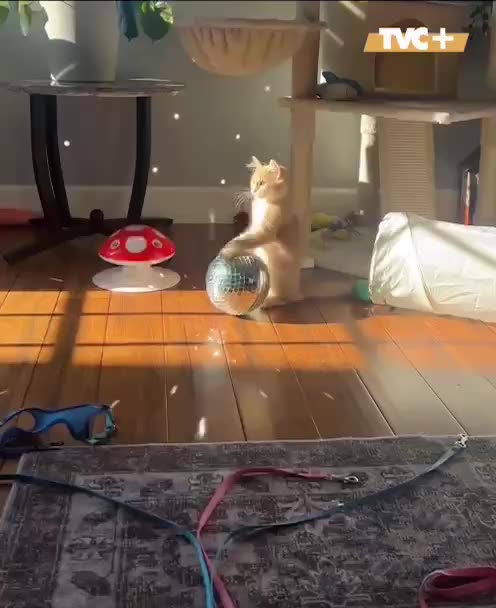 Kitty now knows how we felt during disco days 😂