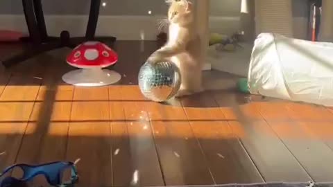 Kitty now knows how we felt during disco days 😂