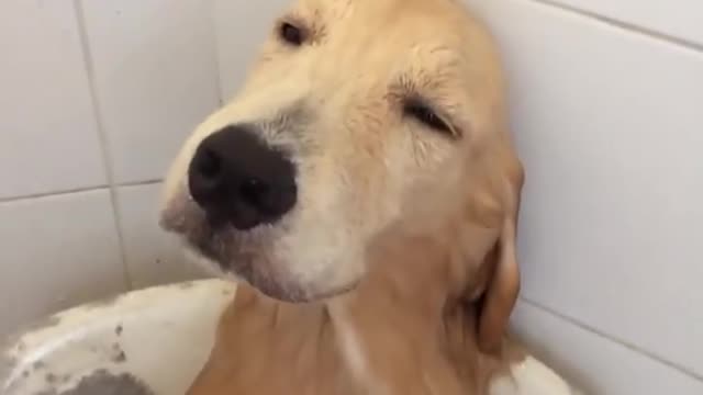 Bathing dog