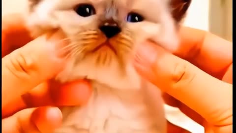 #catrumble #pet #funny