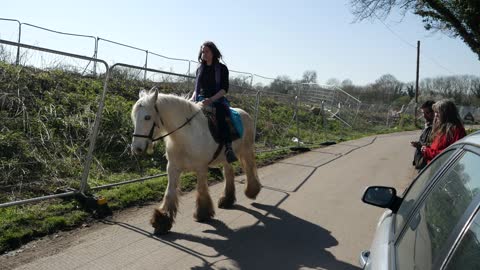 A White Horse Is Walking Gently Enjoying A Sunny Day