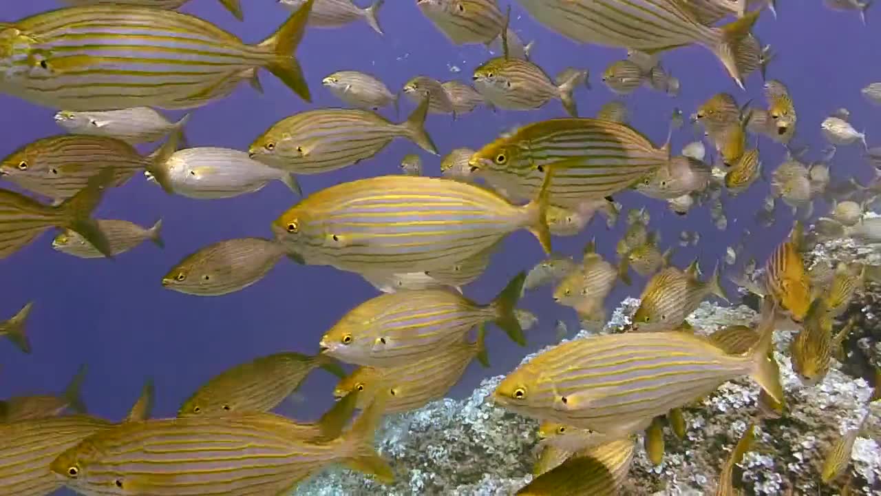 Diving Scuba Diving Underwater Fish Ocean Sea