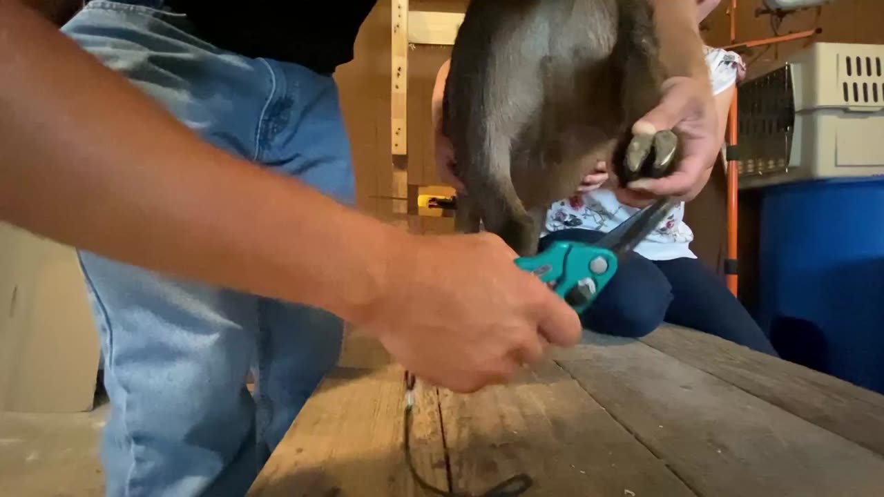 How to trim goat hoofs