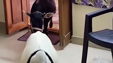 Cow mata videos