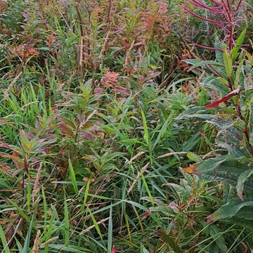 Fall colors in Alaska near Ninilchik. September 10th, 2023