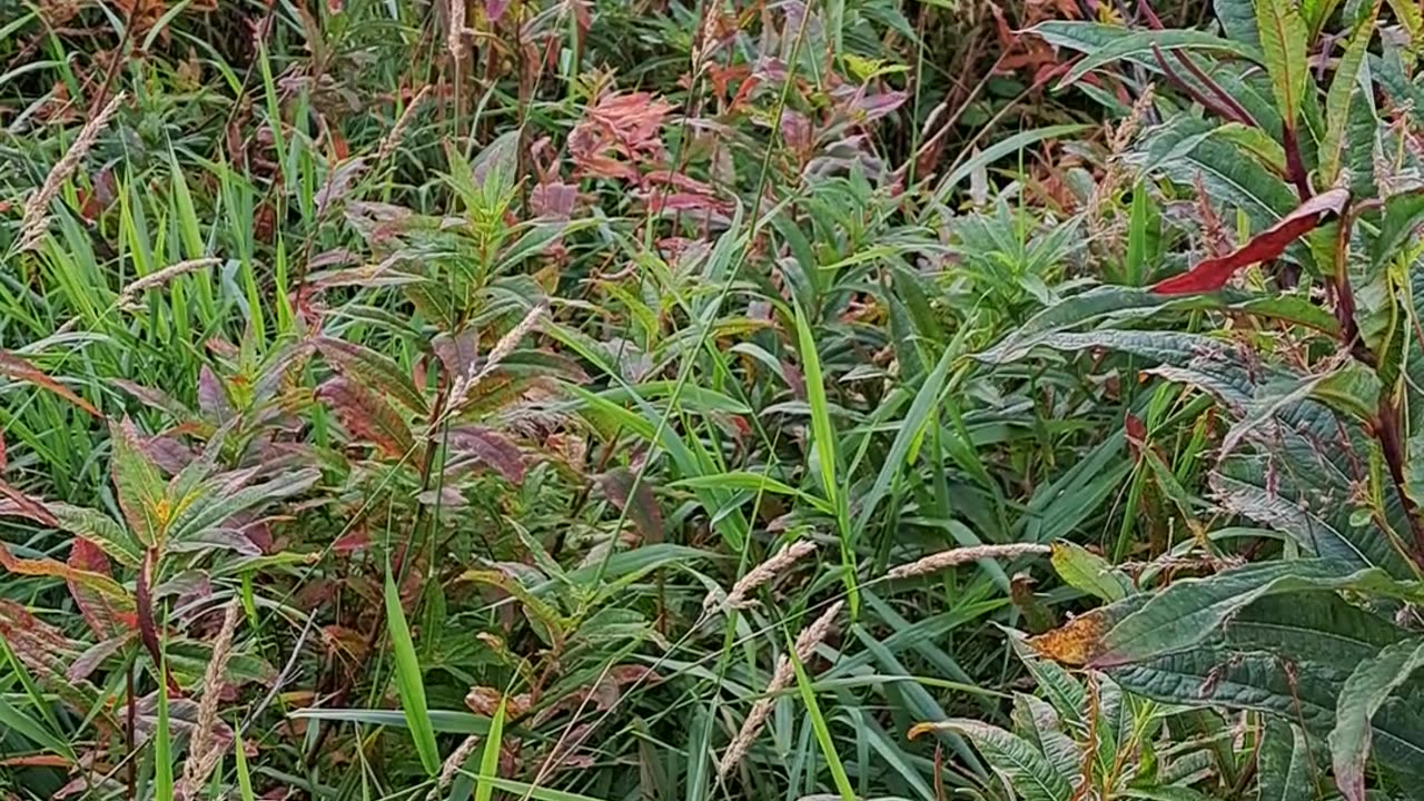 Fall colors in Alaska near Ninilchik. September 10th, 2023