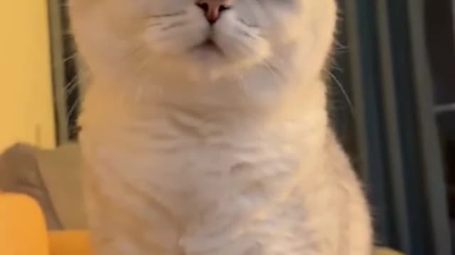 🥰🐱Cute 🐱 cat funny video 😚😚😄