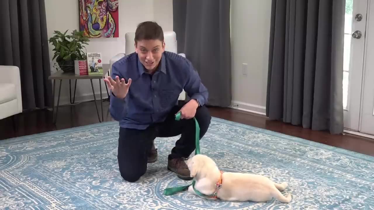 How to Leash Train your Puppy!