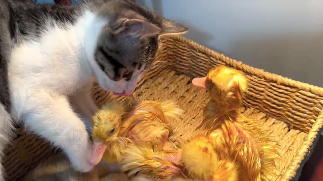 Kitten helps duckling swim and take a bath